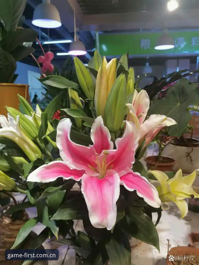 转会市场正在重写规则：从科洛·穆阿尼的“身价跳水”看尤文图斯的下一盘棋
